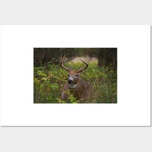 Bullet Buck Takes a Break - White-tailed Deer Posters and Art